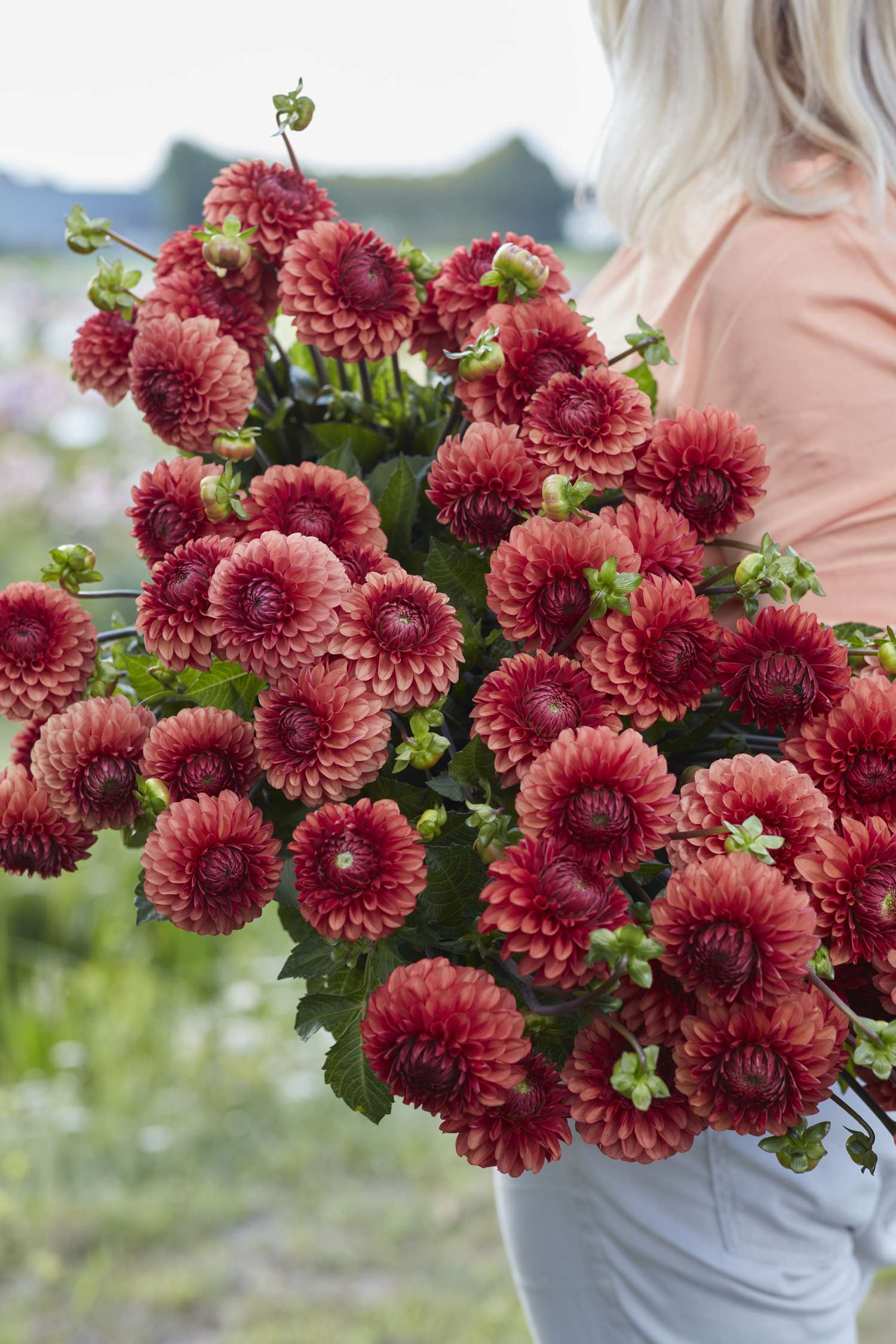 Dahlia 'Brown Sugar'